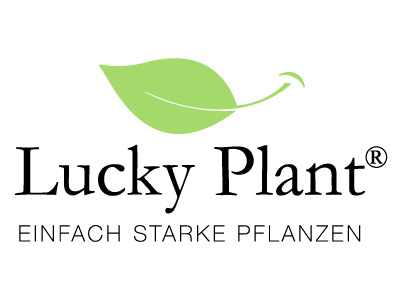 Lucky Plant